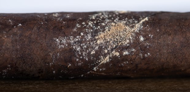 cigar mold